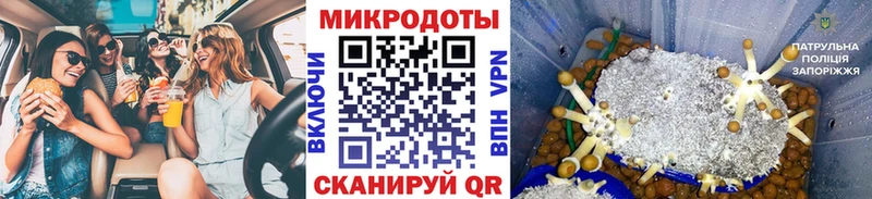 Галлюциногенные грибы Psilocybe Козельск